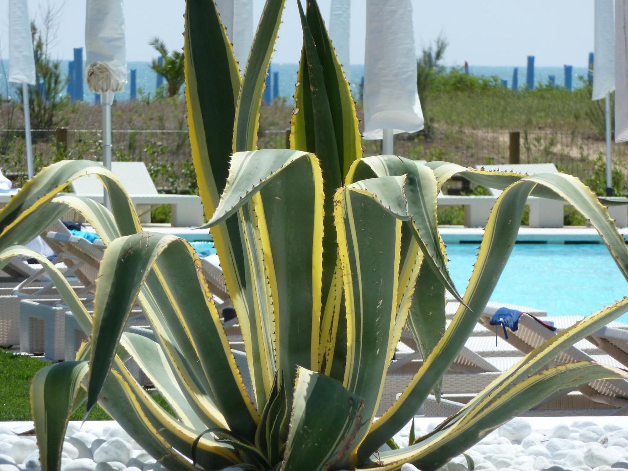 לידו די ג'סולו Hotel Mediterraneo Suite&Residence מראה חיצוני תמונה
